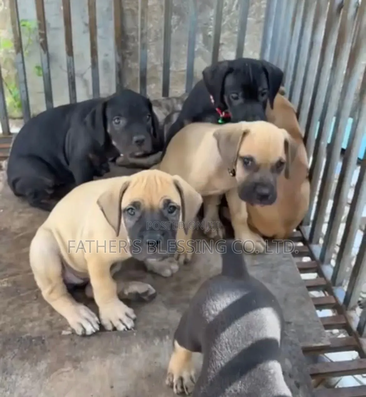 1-3 months Male Purebred Boerboel