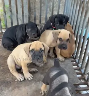 1-3 months Male Purebred Boerboel