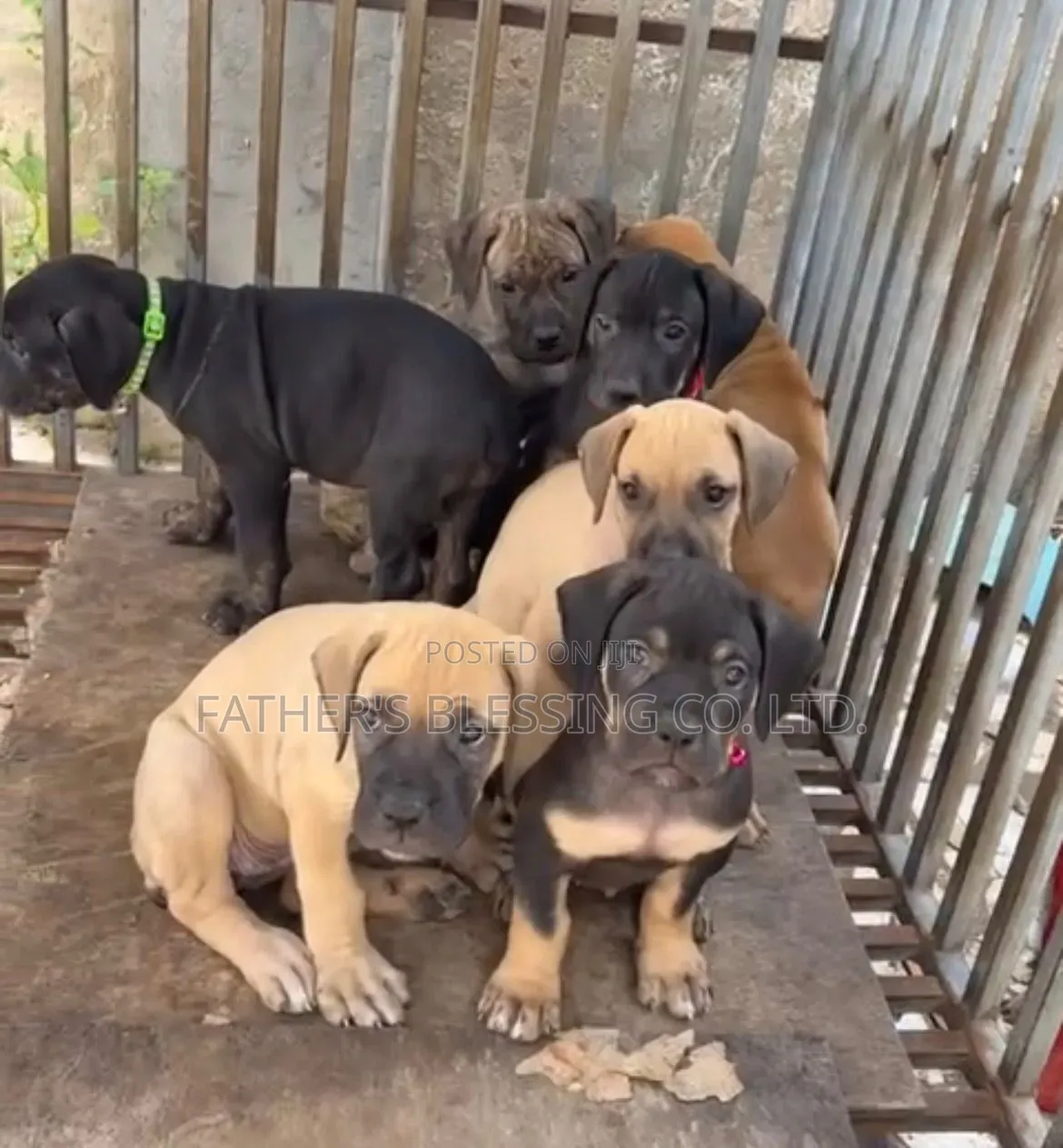 1-3 months Male Purebred Boerboel