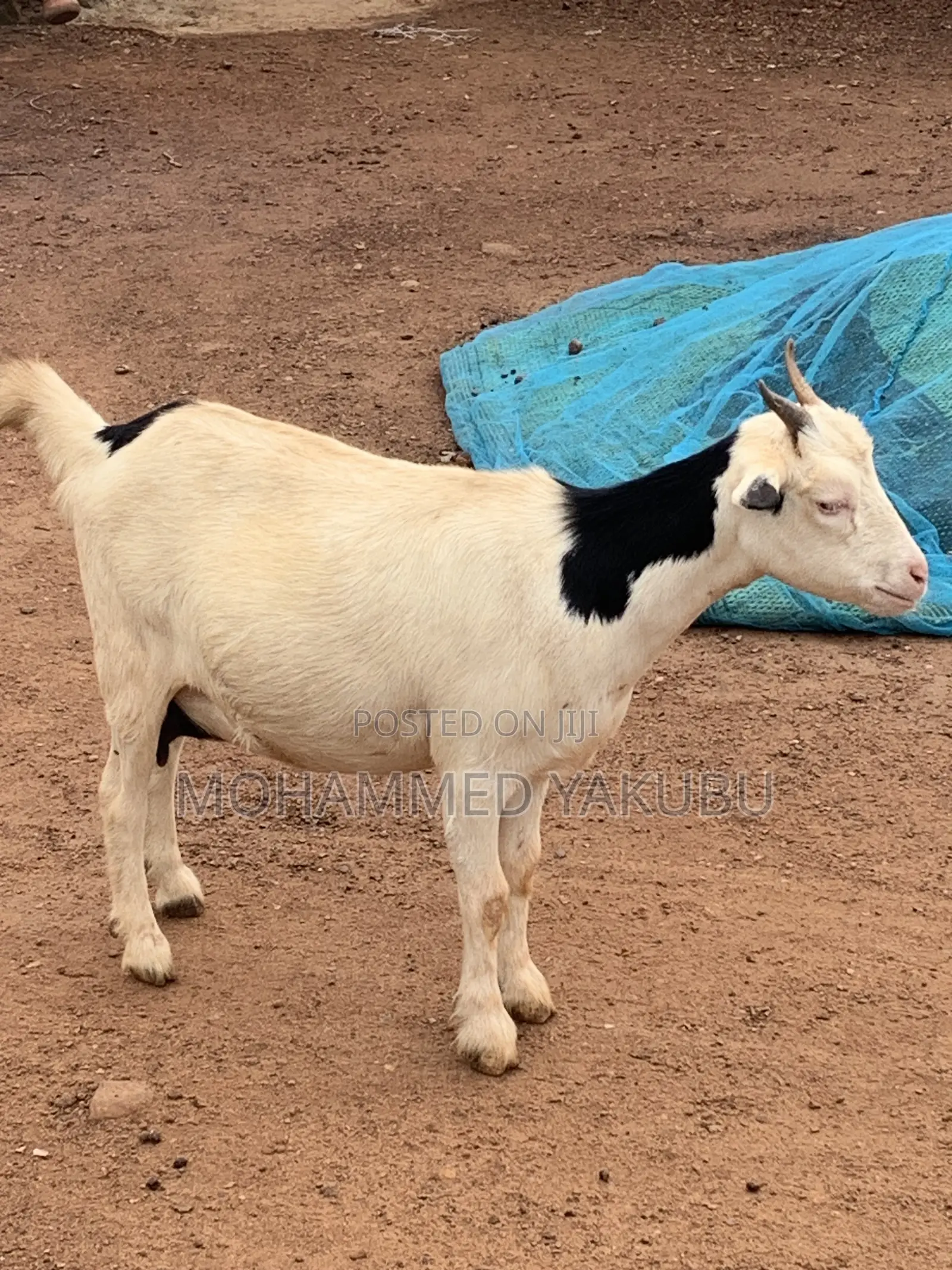 The Goat Seller