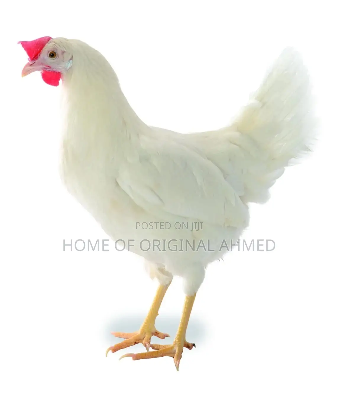 Lohmann Dayold Chicks Layers