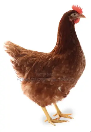 Lohmann Dayold Chicks Layers