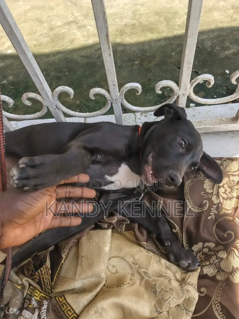 1-3 months Male Purebred Boerboel
