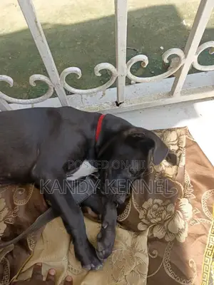 1-3 months Male Purebred Boerboel