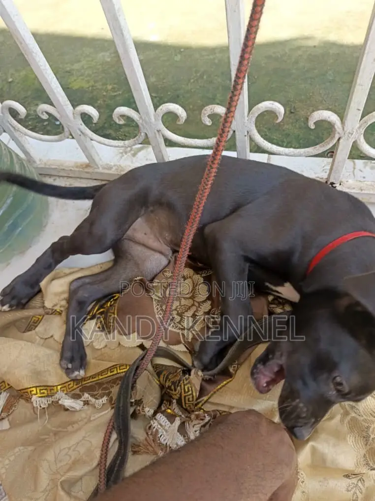1-3 months Male Purebred Boerboel