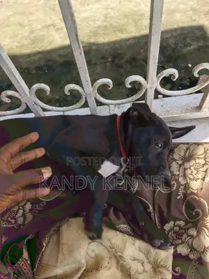 1-3 months Male Purebred Boerboel