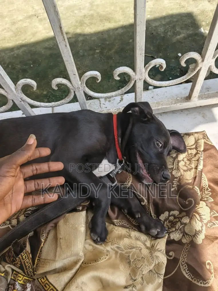1-3 months Male Purebred Boerboel