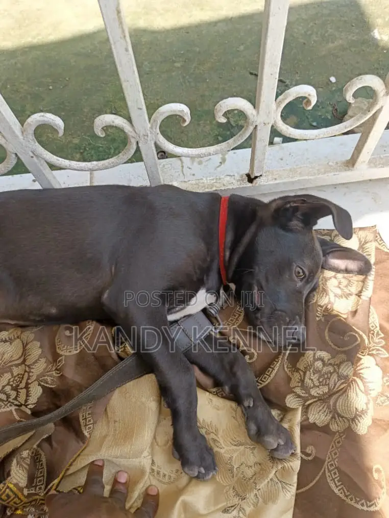 1-3 months Male Purebred Boerboel