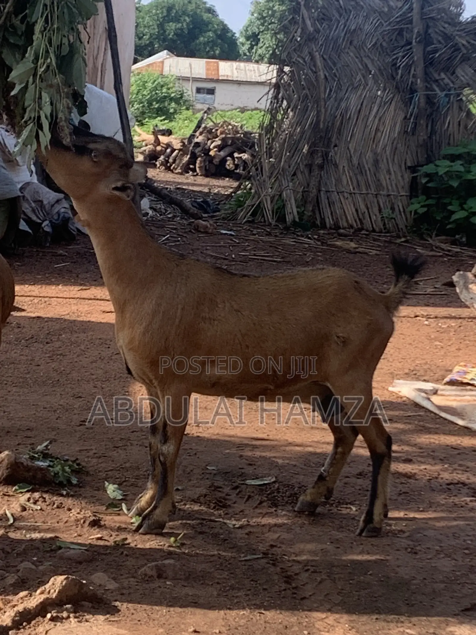 Healthy Goat’s Available for Sale