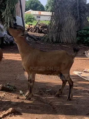 Healthy Goat’s Available for Sale