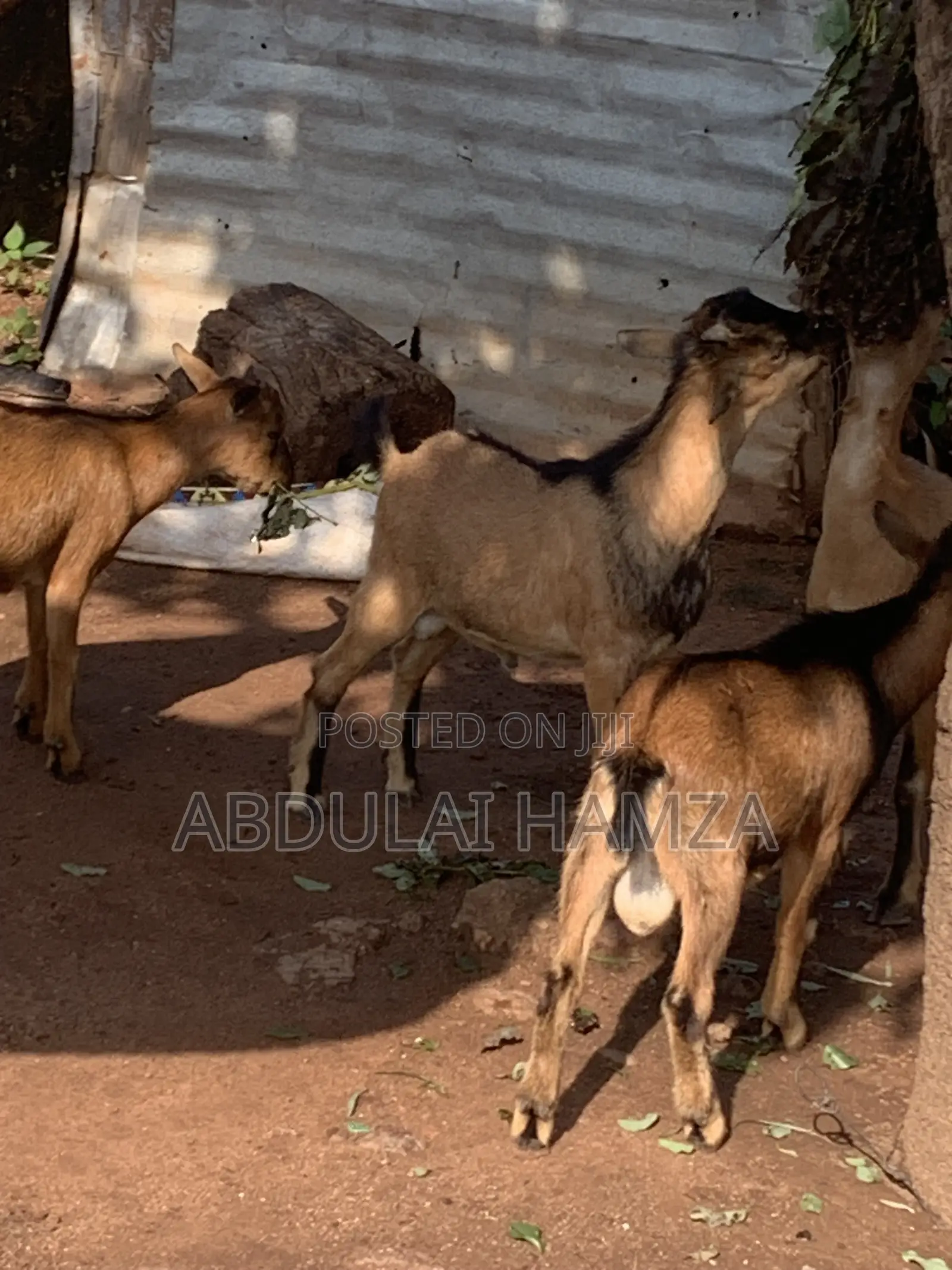 Healthy Goat’s Available for Sale