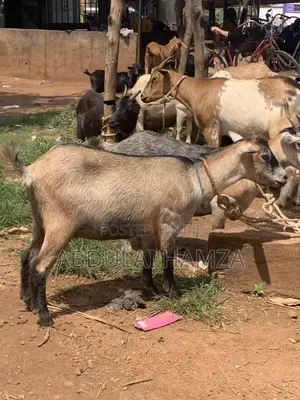 Healthy Goat’s Available for Sale