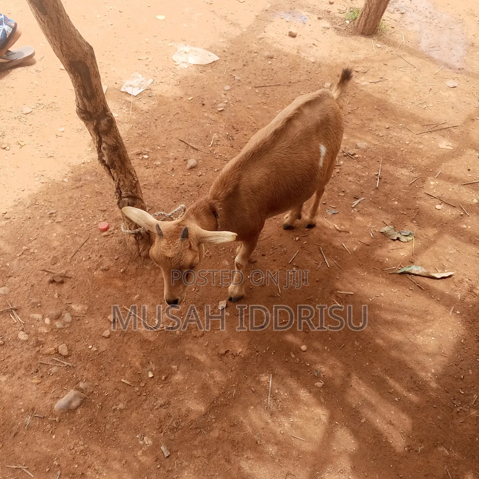 Healthy Goat for Sale in Zabzugu