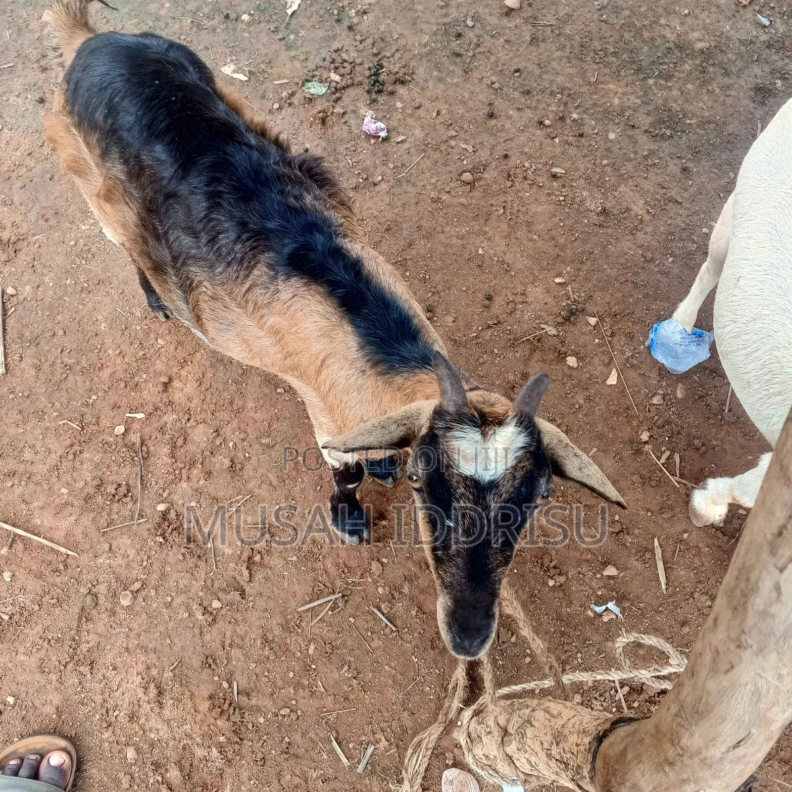 Healthy Goat for Sale in Zabzugu