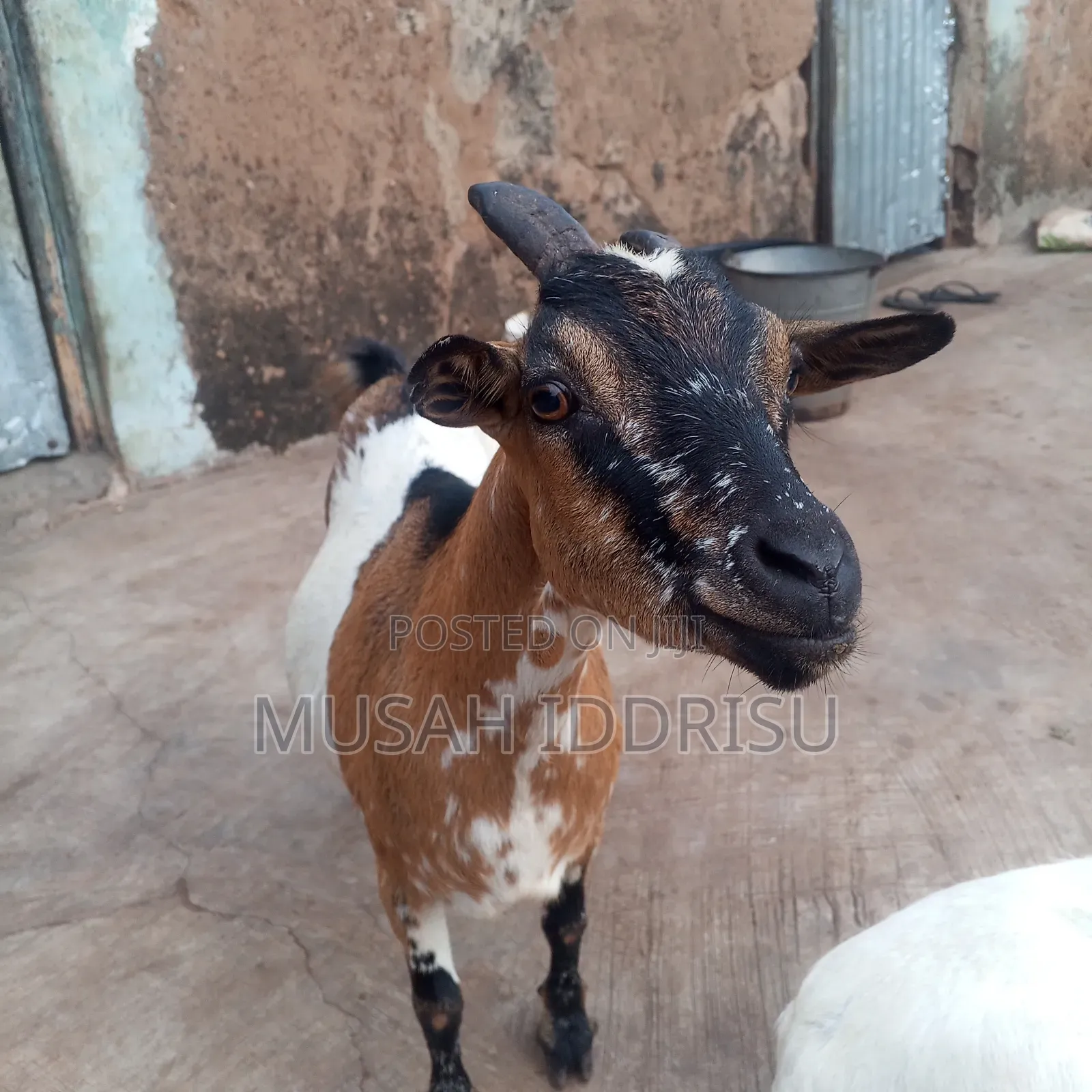 Healthy Goat for Sale in Zabzugu