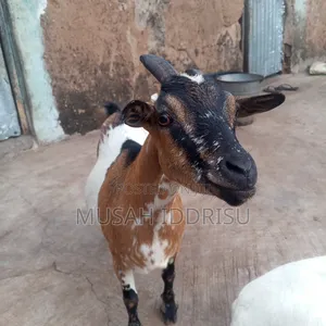 Healthy Goat for Sale in Zabzugu