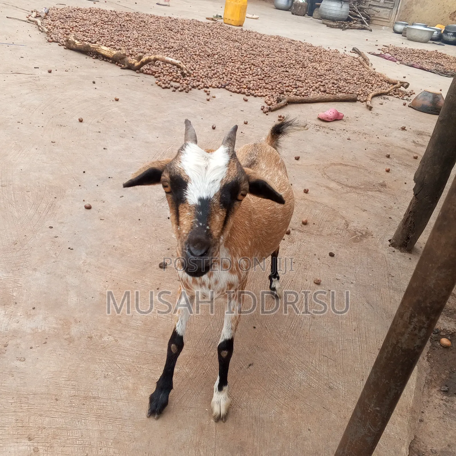Healthy Goat for Sale in Zabzugu