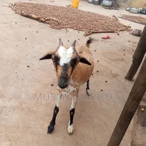 Healthy Goat for Sale in Zabzugu