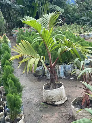 Humble Gardens