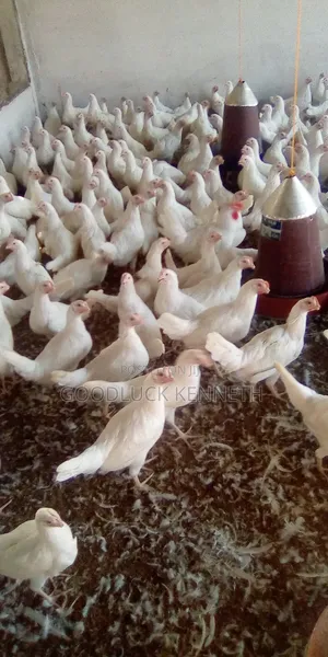 Poultry Farm Assistance