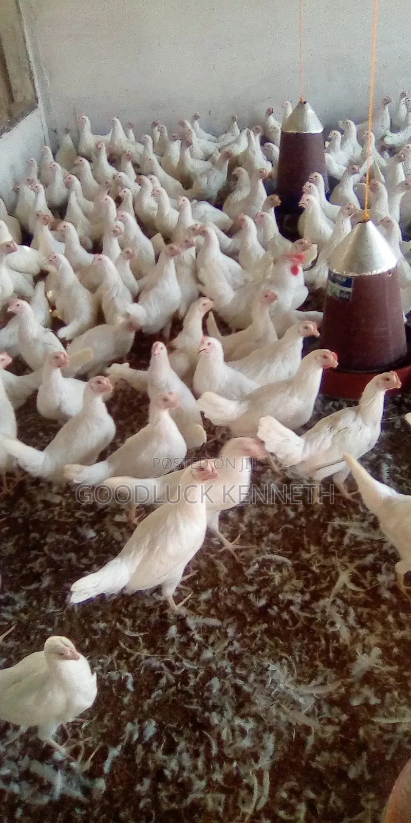 Poultry Farm Assistance