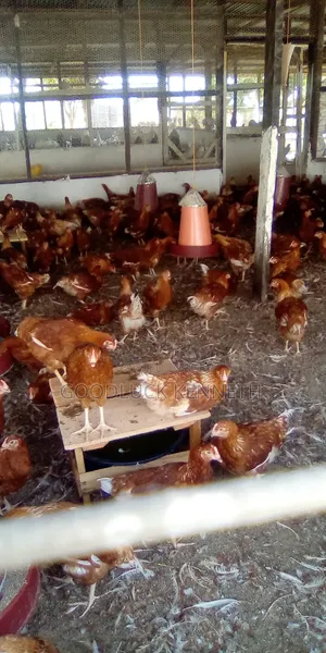 Poultry Farm Assistance