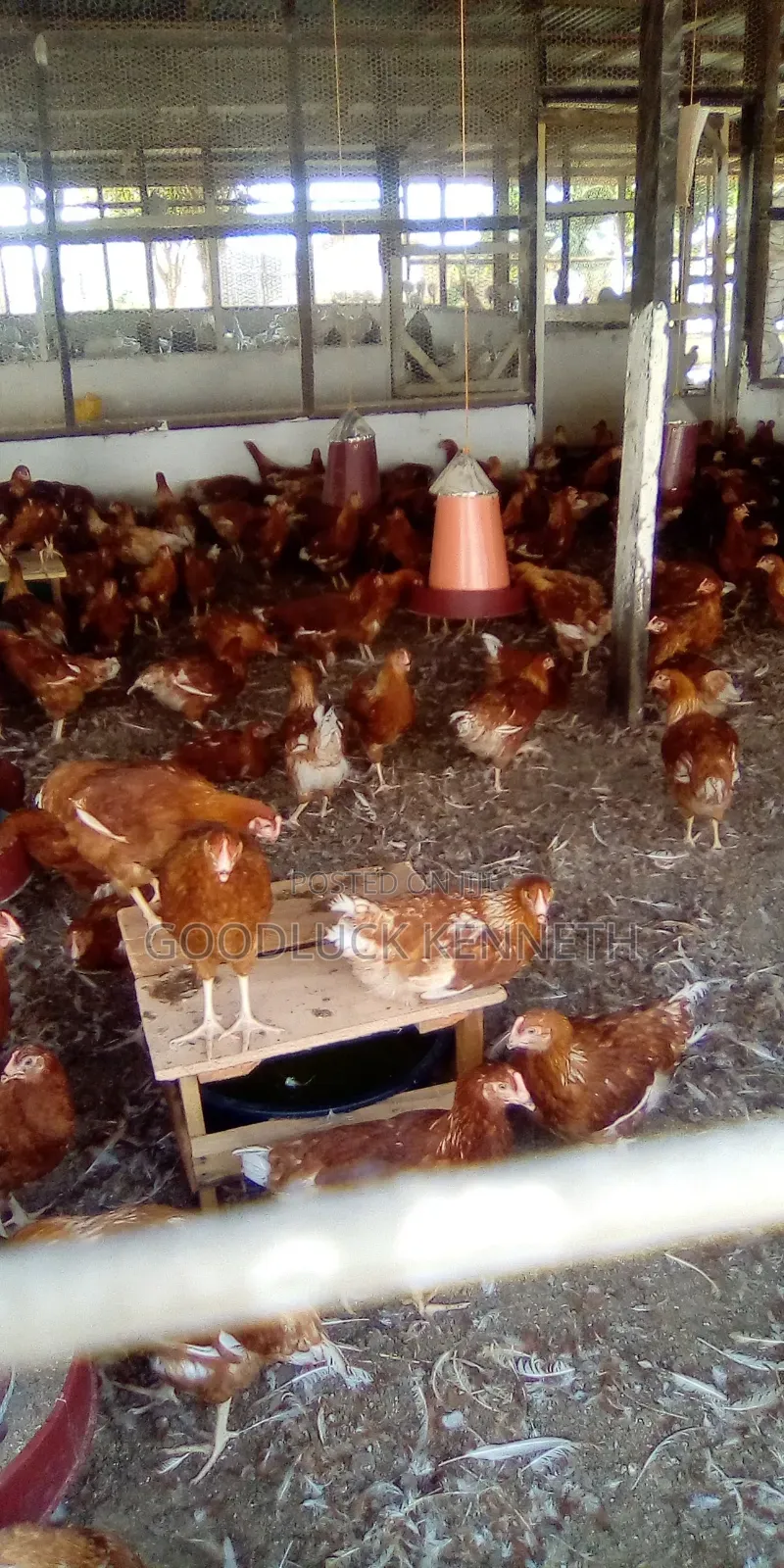 Poultry Farm Assistance