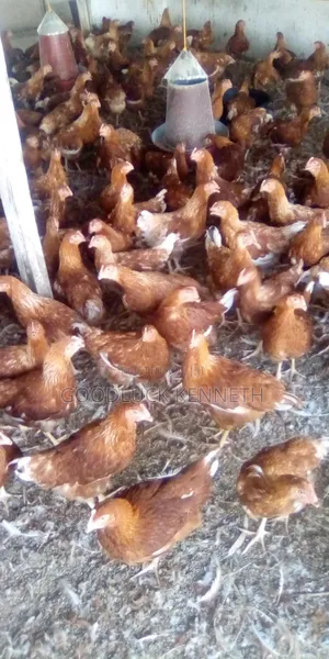 Poultry Farm Assistance