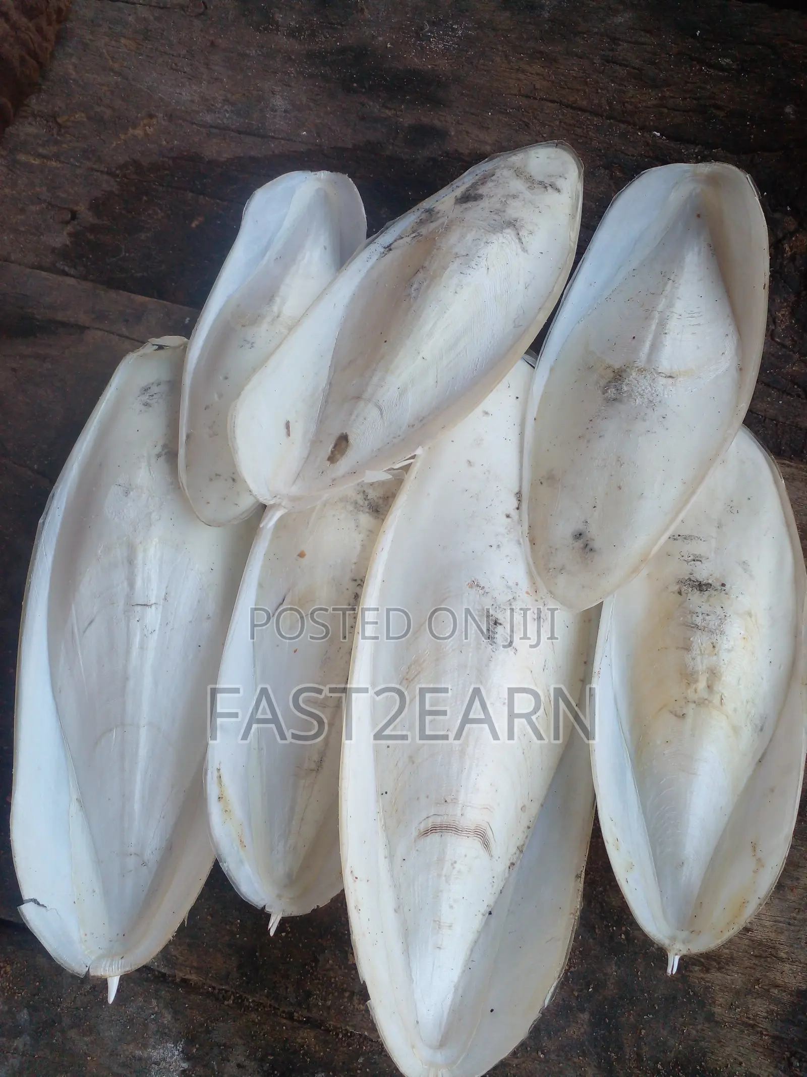 Natural Cuttlebone - Whole Pieces - For Parrots, Poultry, Birds