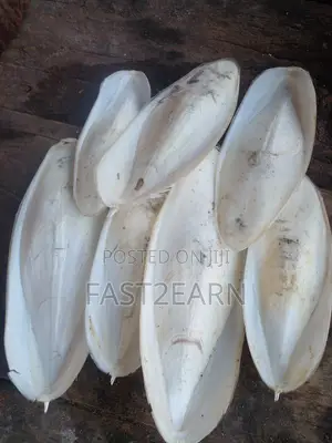 Natural Cuttlebone - Whole Pieces - For Parrots, Poultry, Birds
