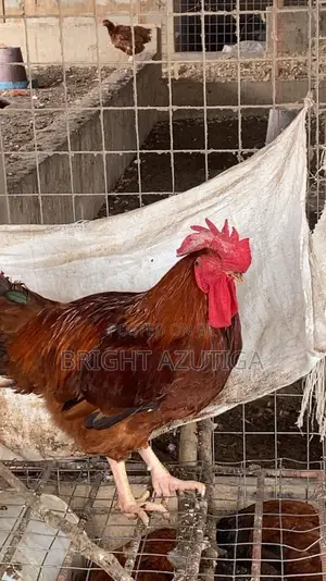 Healthy Sasso Broiler With Good Weight