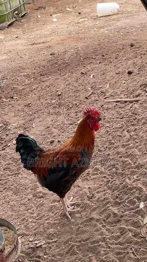 Healthy Sasso Broiler With Good Weight