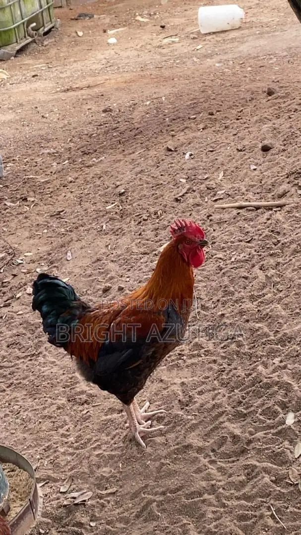 Healthy Sasso Broiler With Good Weight