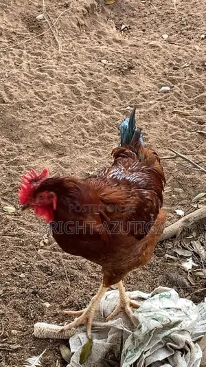 Healthy Sasso Broiler With Good Weight