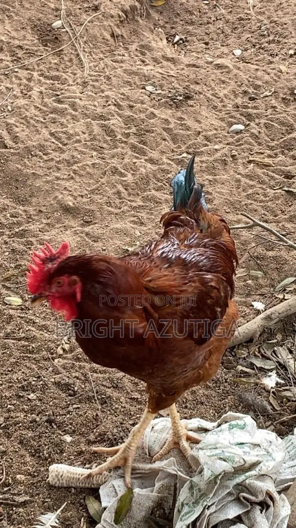 Healthy Sasso Broiler With Good Weight