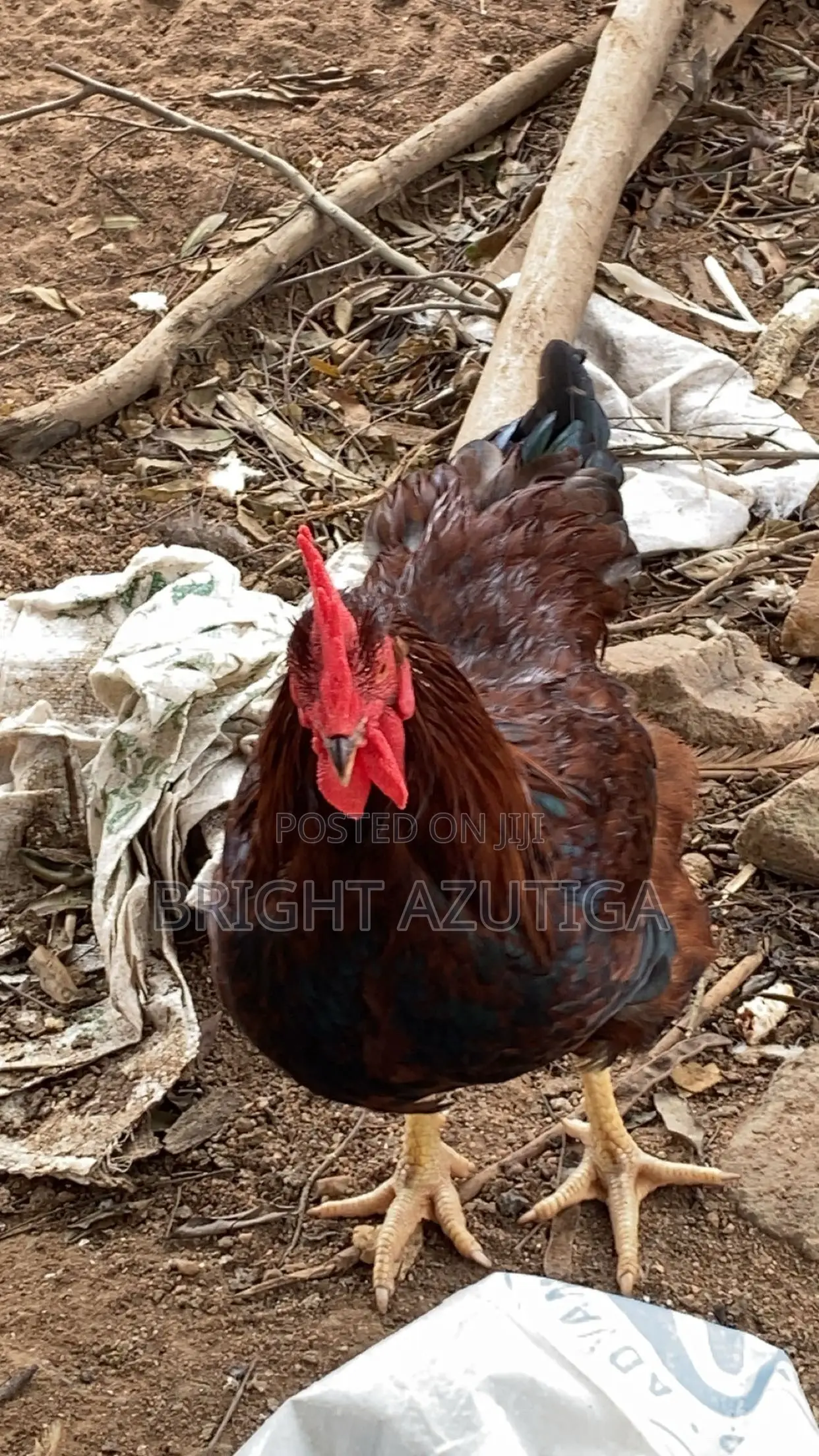 Healthy Sasso Broiler With Good Weight