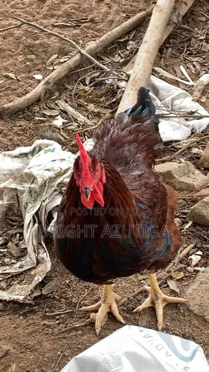Healthy Sasso Broiler With Good Weight
