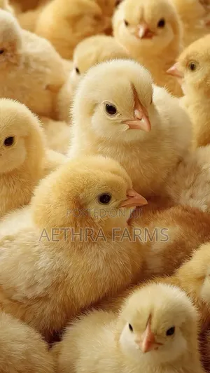 Day Old Chicks