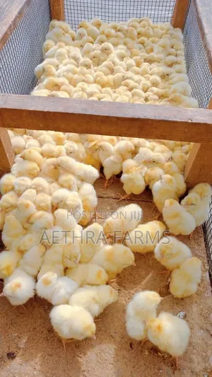 Day Old Chicks
