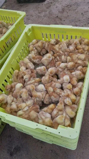 Day Old Chicks