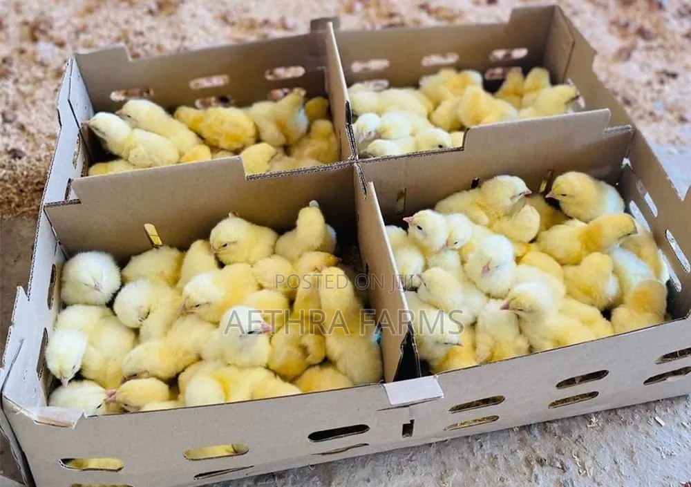 Day Old Chicks