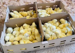 Day Old Chicks