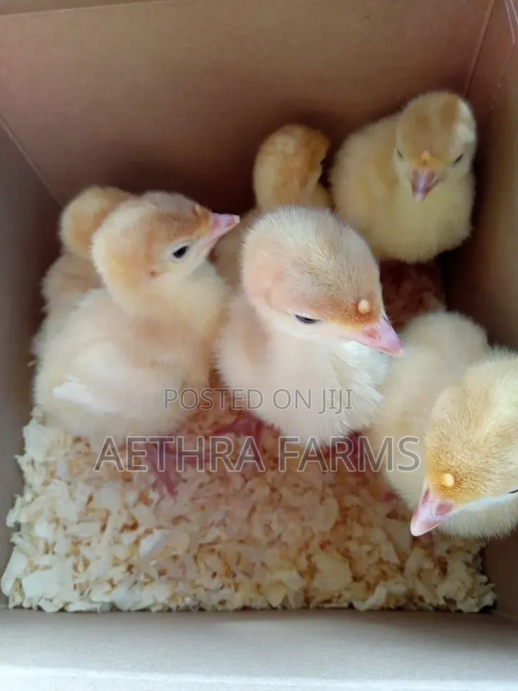 Day Old Turkey Poults (BBB/BBW)