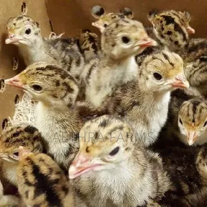 Day Old Turkey Poults (BBB/BBW)