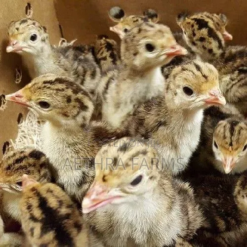 Day Old Turkey Poults (BBB/BBW)