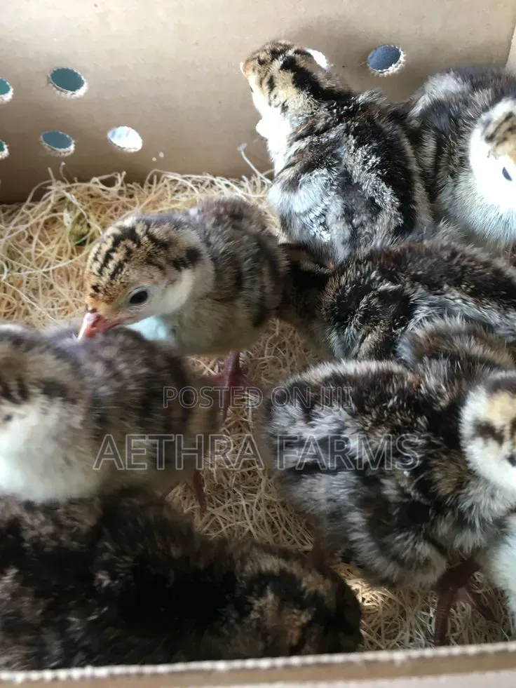 Day Old Turkey Poults (BBB/BBW)