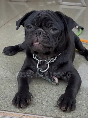 3-6 months Female Purebred Pug