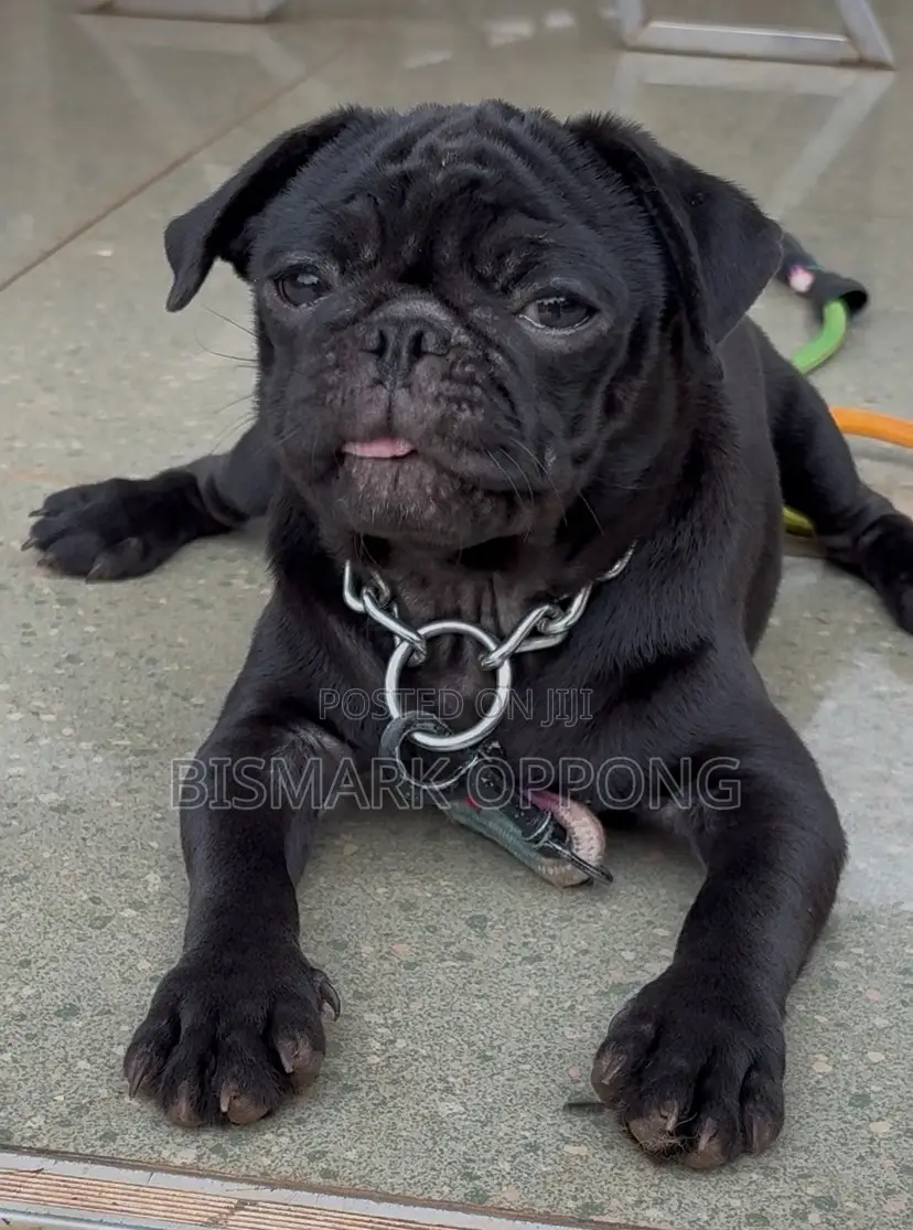 3-6 months Female Purebred Pug