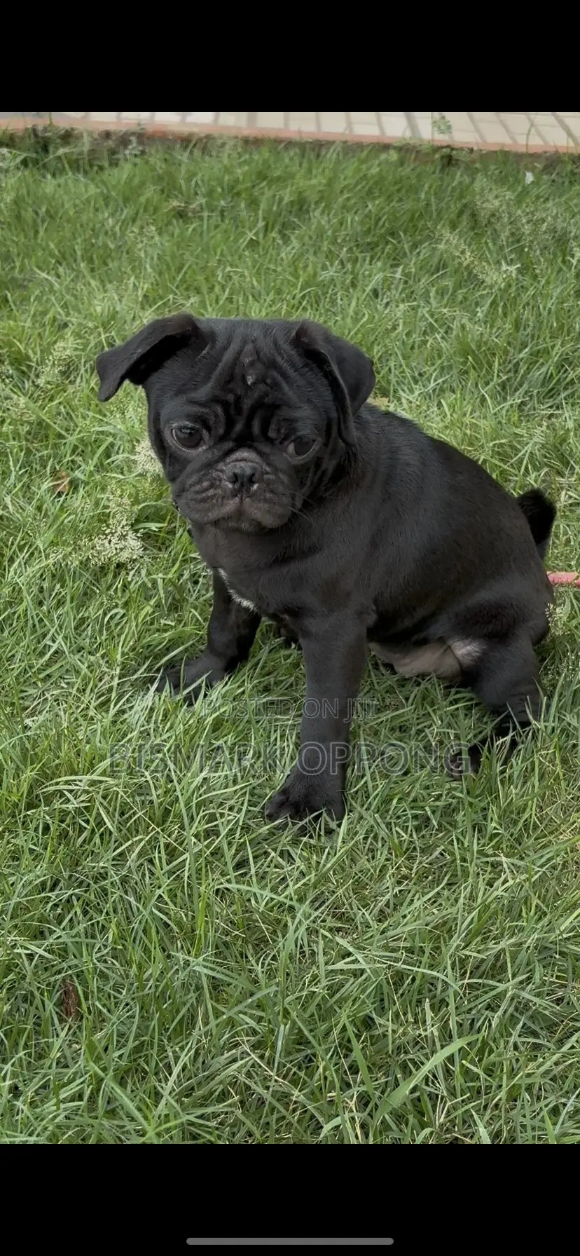 3-6 months Female Purebred Pug