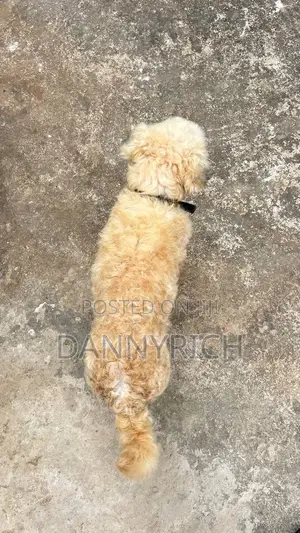 6-12 months Male Purebred Maltese
